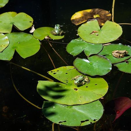 Altanure Quinta Sol D'Agua - Ecological Holiday Villa Tavira Zewnętrze zdjęcie